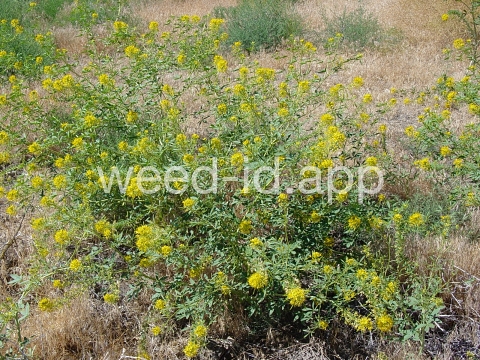 beeplant, yellow